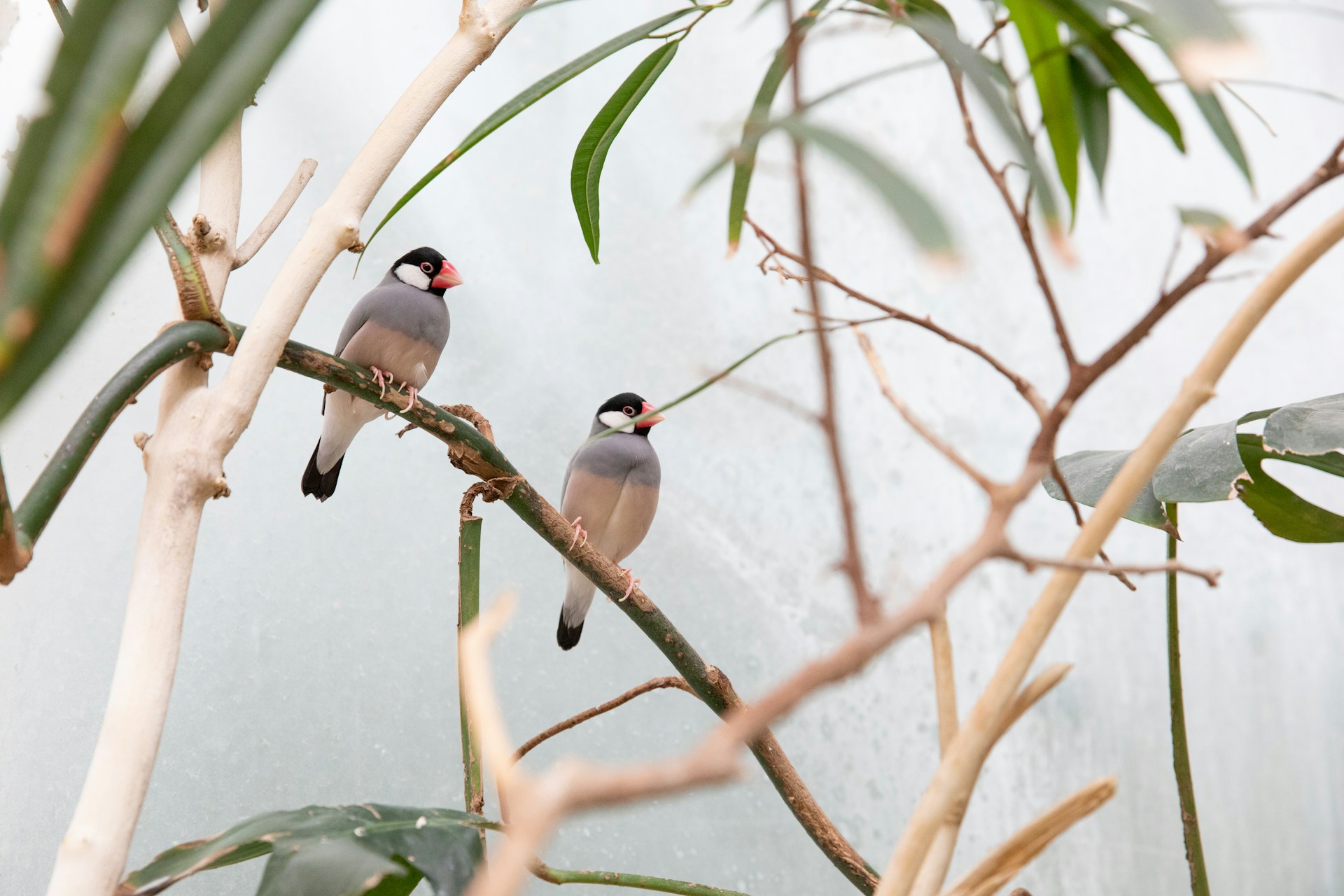 Decorative birds