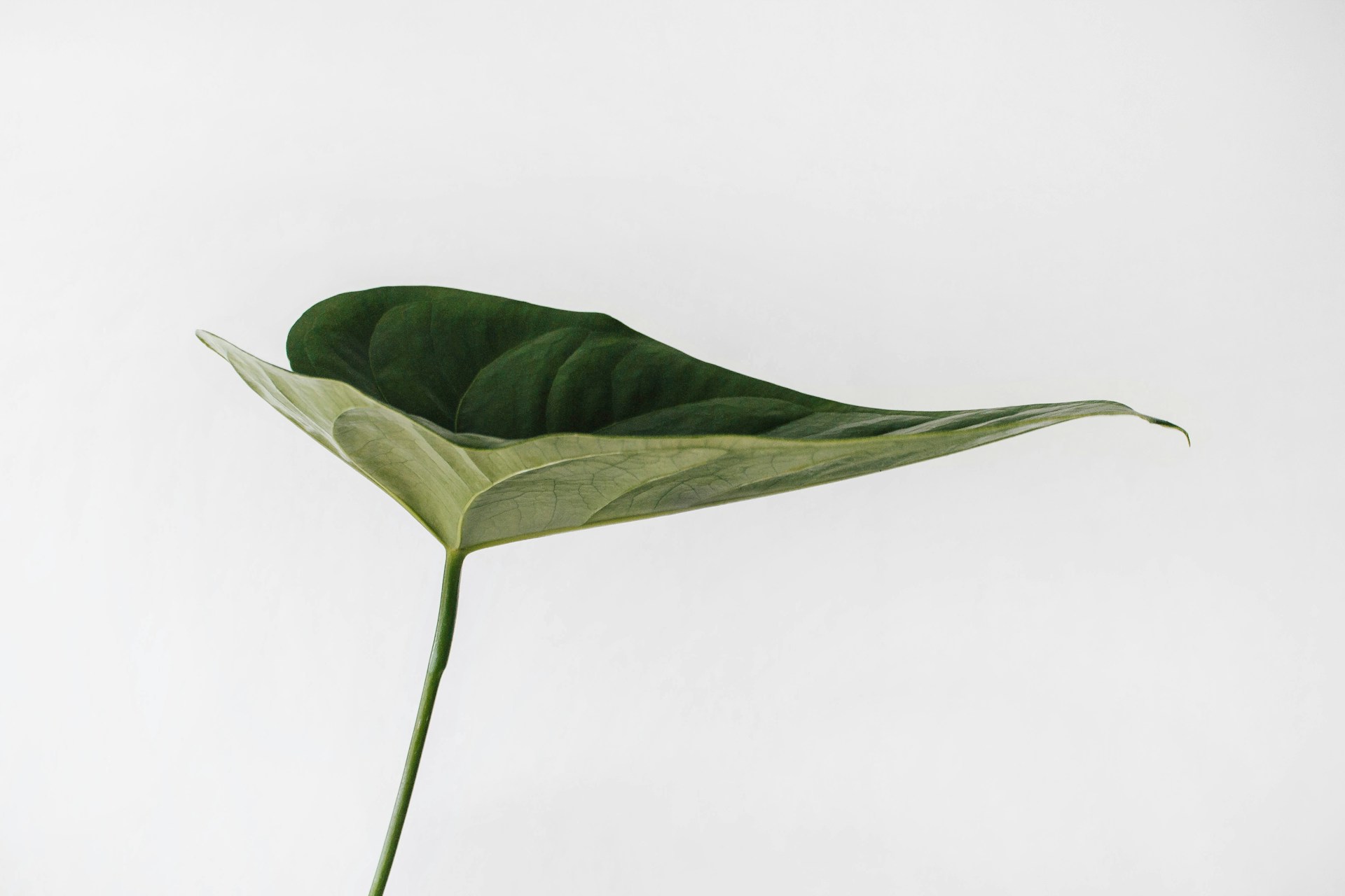 Decorative leaf
