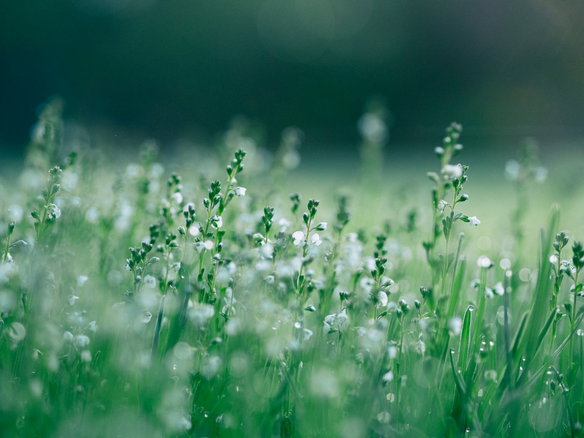 Nature photo